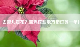去哪儿赏花？宝鸡这些地方错过等一年！