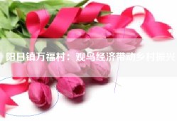 阳日镇万福村：观鸟经济带动乡村振兴