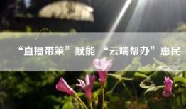 “直播带策”赋能 “云端帮办”惠民