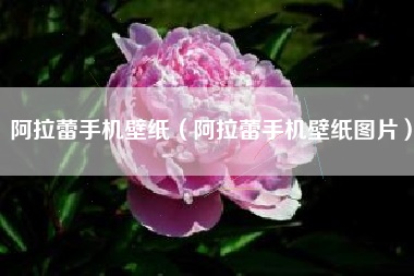 阿拉蕾手机壁纸（阿拉蕾手机壁纸图片）